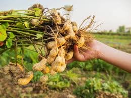 How Do Peanuts Grow? Understanding Their Life Cycle and Harvest How Do Peanuts Grow